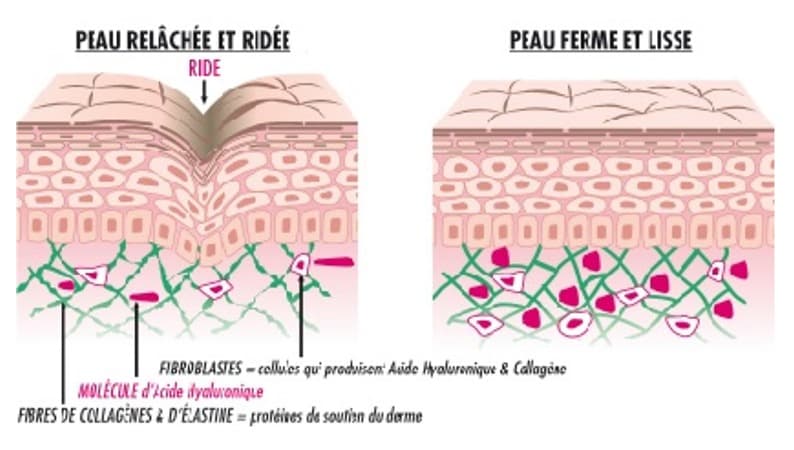 Schéma explicatif des bienfaits de l'acide hyaluronique sur la peau