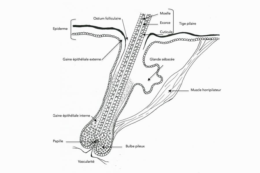 Schéma présentant l'anatomie d'un poil