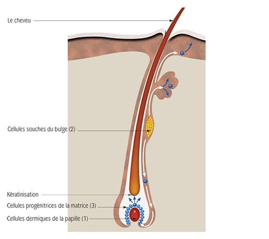 Schéma décrivant le processus de formation d'un poil