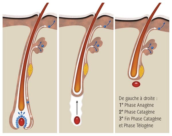 Schéma explicatif des différentes phases de développement du poil