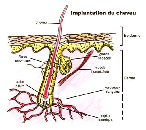 Schéma décrivant les différentes parties de l'implantation d'un cheveux dans le cuir chevelu